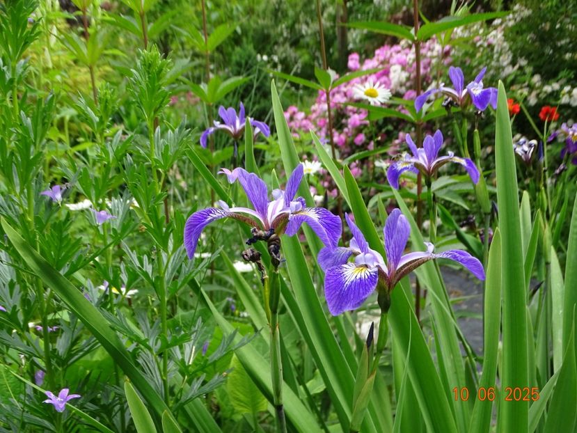  - Irisi 2025 -Dobarland