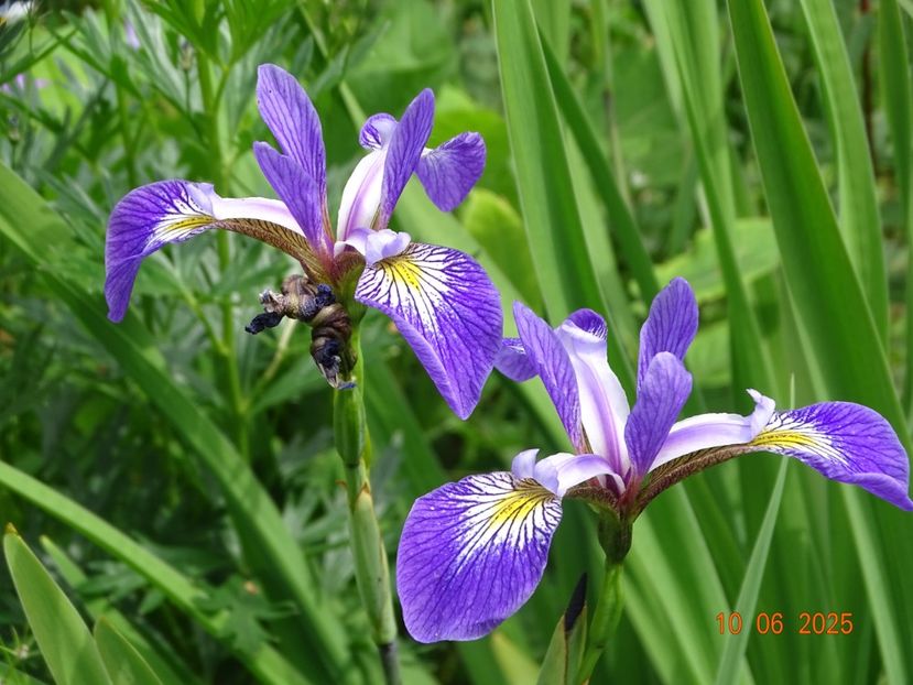  - Irisi 2025 -Dobarland