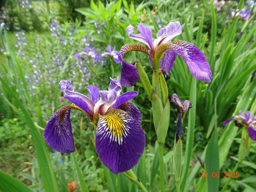  - Irisi 2025 -Dobarland