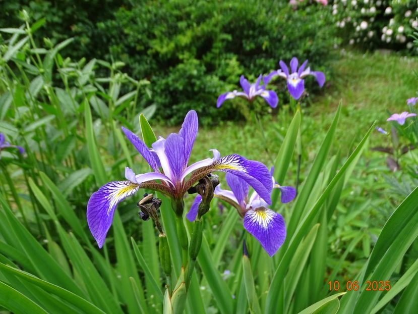  - Irisi 2025 -Dobarland