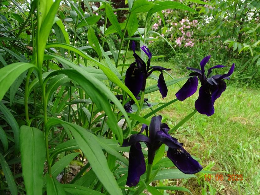  - Irisi 2025 -Dobarland