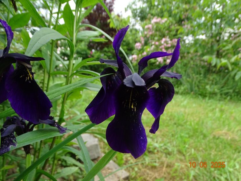  - Irisi 2025 -Dobarland