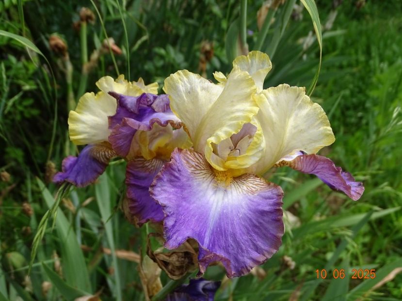  - Irisi 2025 -Dobarland