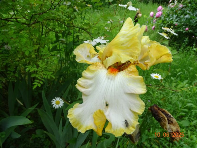  - Irisi 2025 -Dobarland