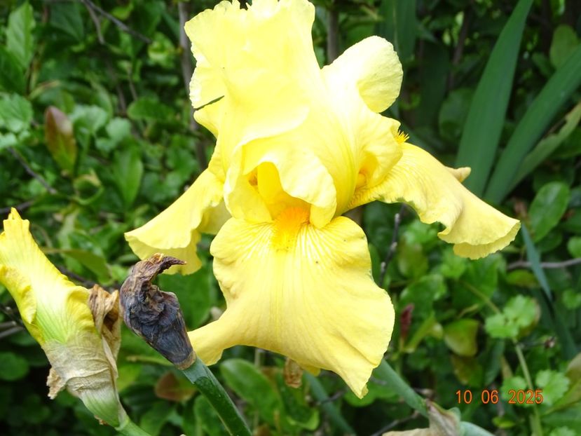  - Irisi 2025 -Dobarland