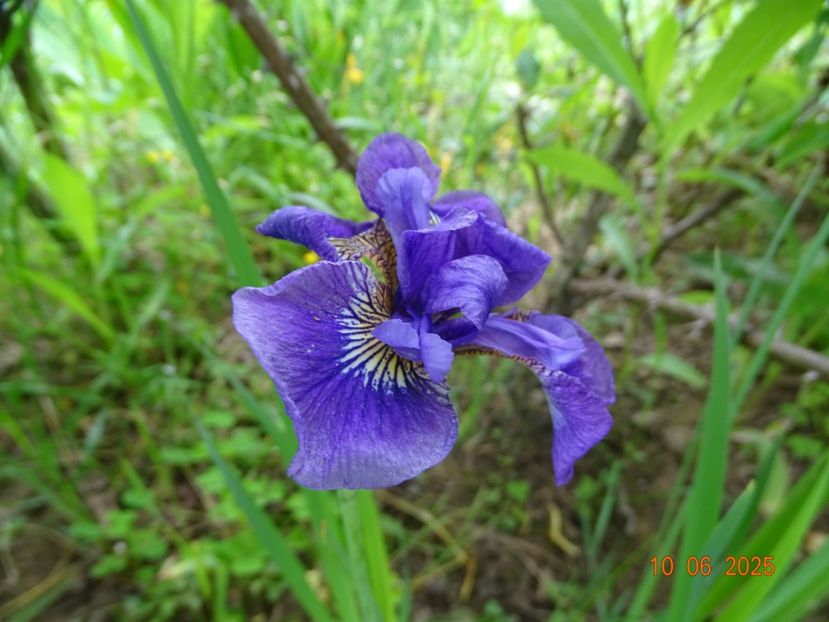  - Irisi 2025 -Dobarland