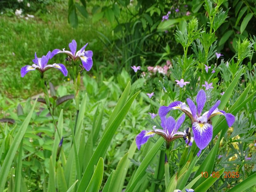  - Irisi 2025 -Dobarland