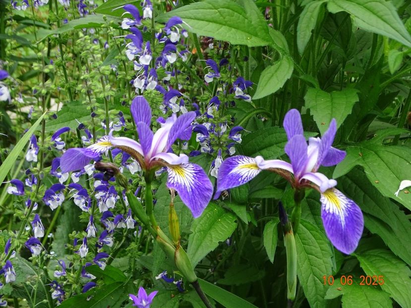  - Irisi 2025 -Dobarland