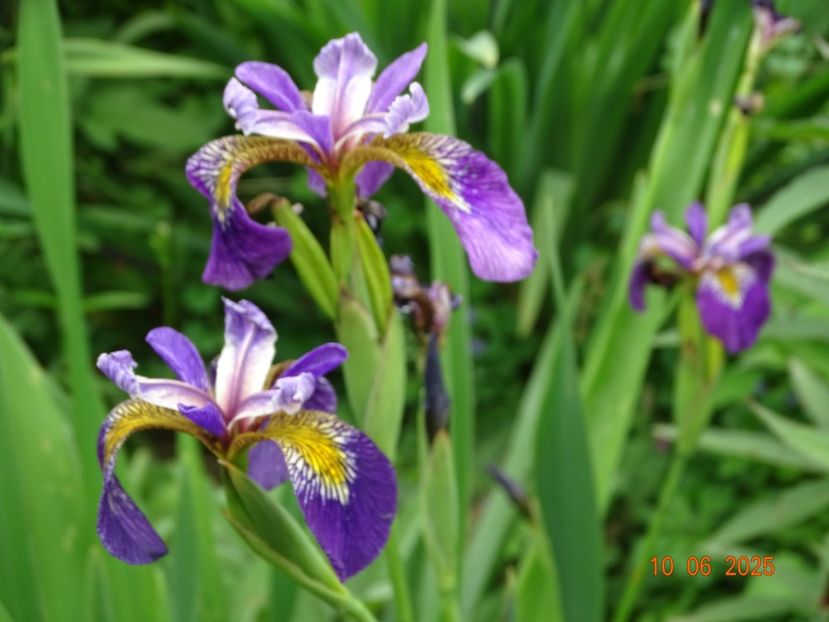  - Irisi 2025 -Dobarland