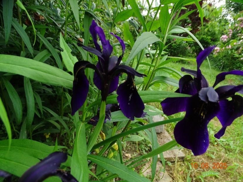  - Irisi 2025 -Dobarland