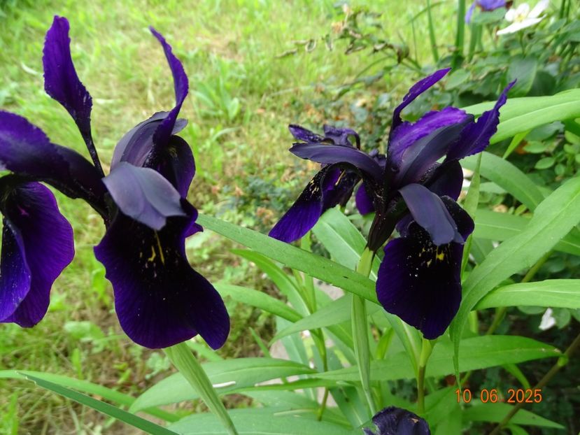  - Irisi 2025 -Dobarland