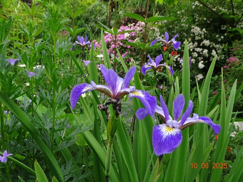  - Irisi 2025 -Dobarland