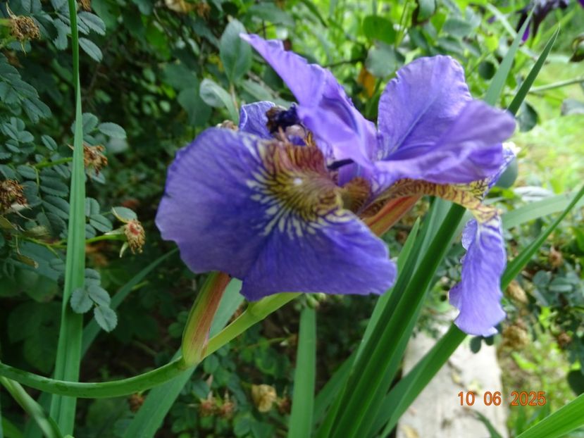  - Irisi 2025 -Dobarland