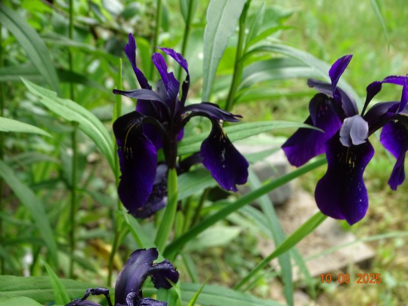  - Irisi 2025 -Dobarland