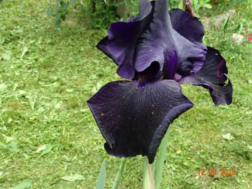  - Irisi 2025 -Dobarland