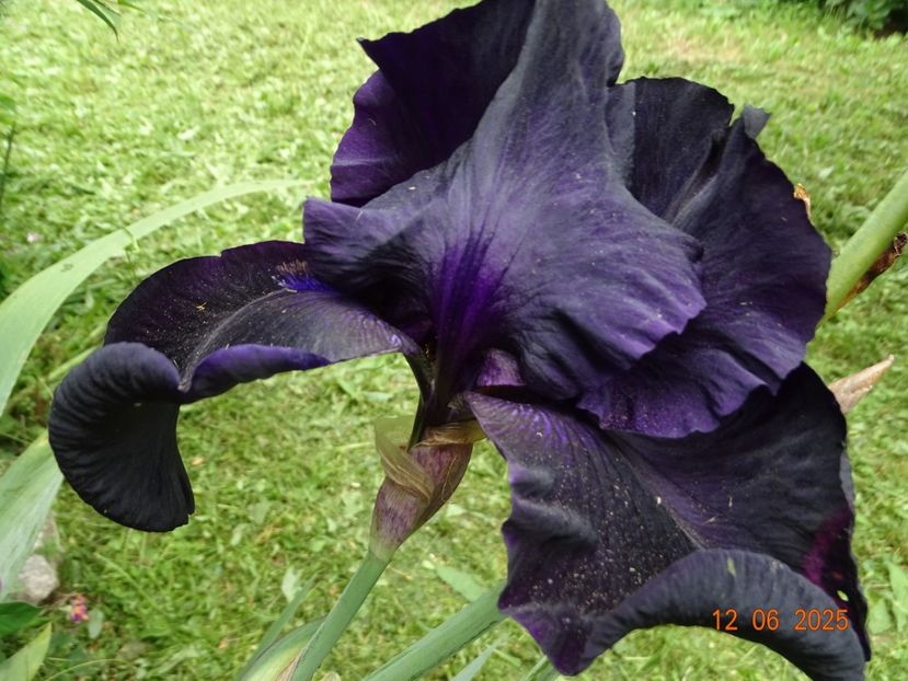  - Irisi 2025 -Dobarland