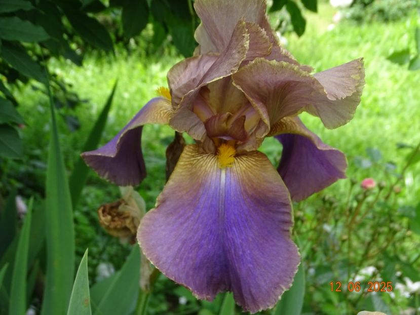  - Irisi 2025 -Dobarland