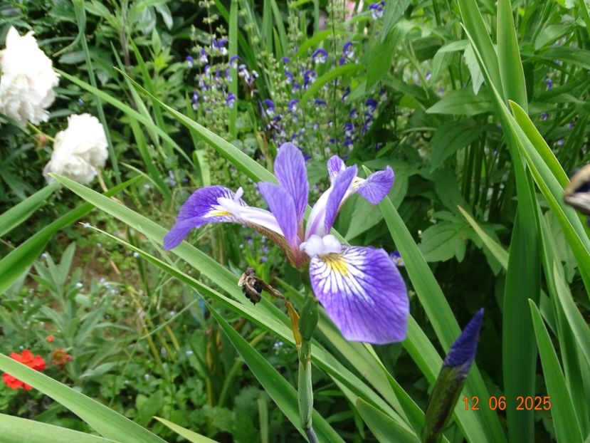  - Irisi 2025 -Dobarland