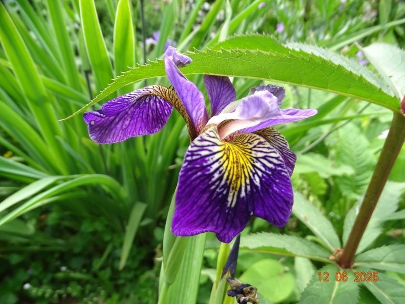  - Irisi 2025 -Dobarland