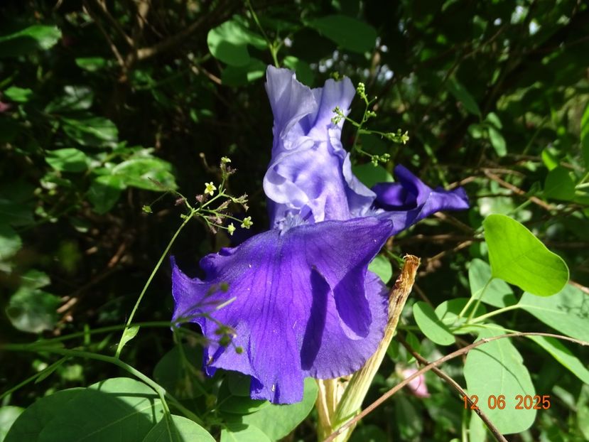  - Irisi 2025 -Dobarland