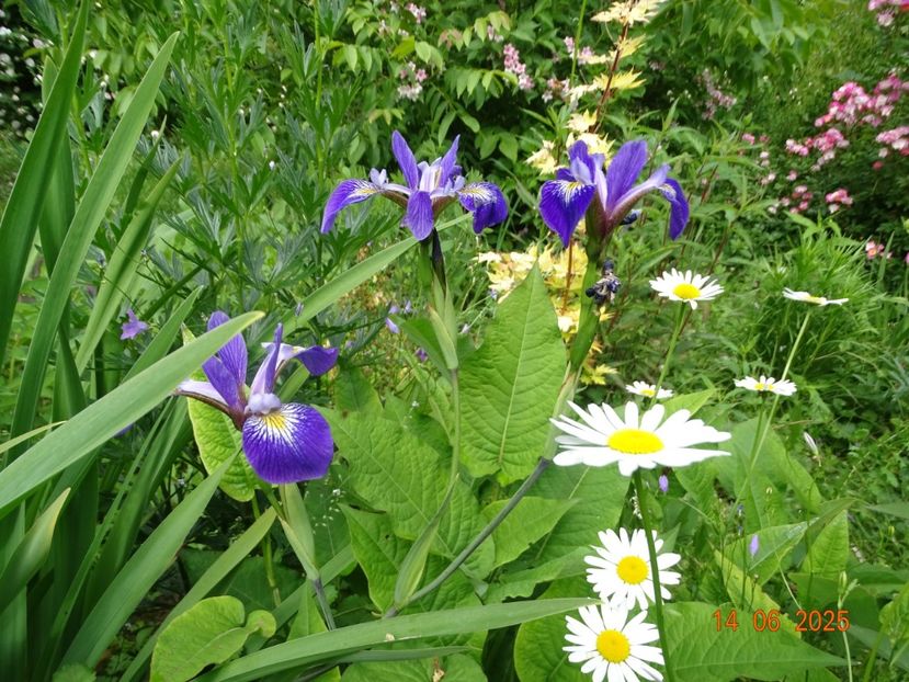  - Irisi 2025 -Dobarland