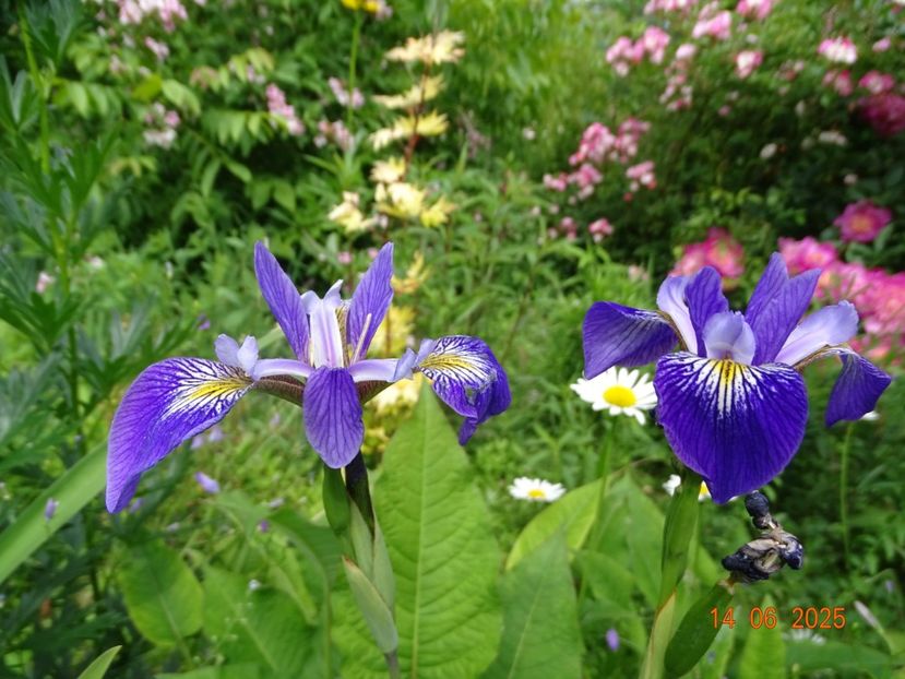  - Irisi 2025 -Dobarland