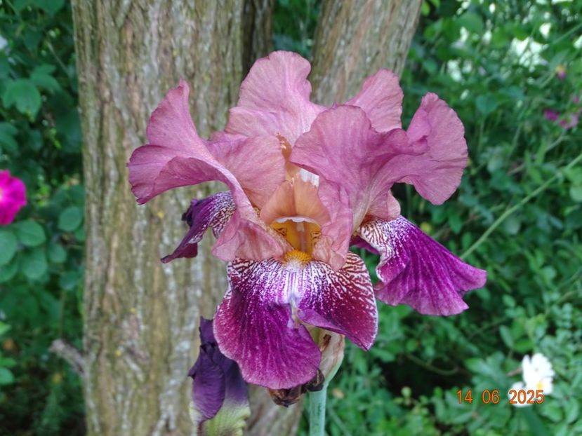  - Irisi 2025 -Dobarland