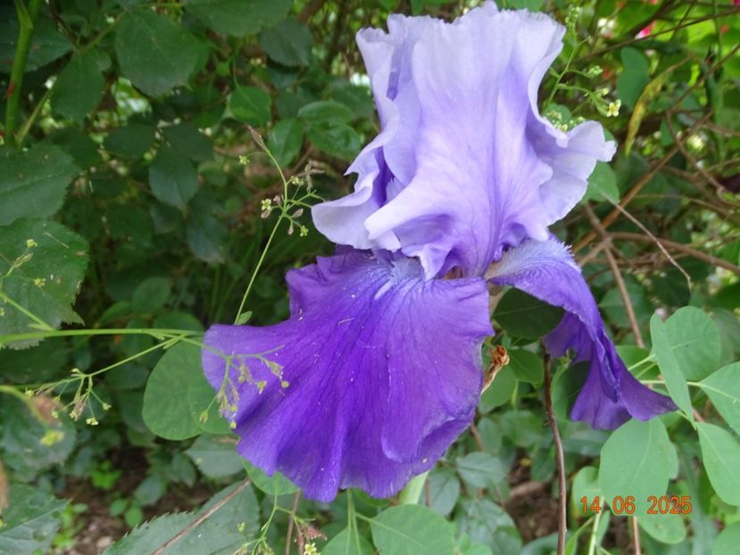  - Irisi 2025 -Dobarland