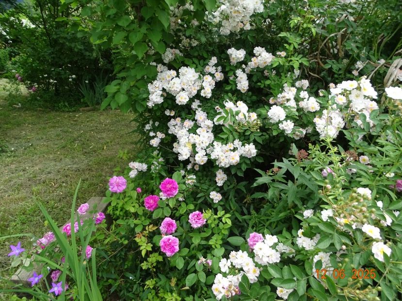 - Trandafiri 2025 2