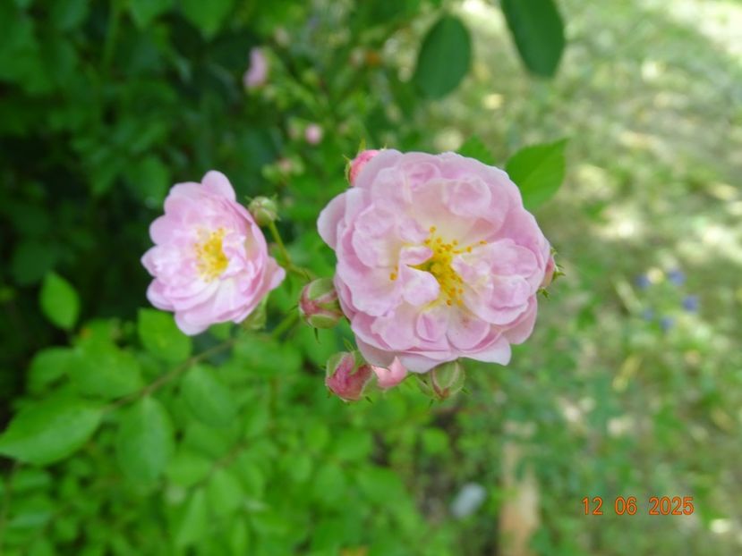  - Trandafiri 2025 2