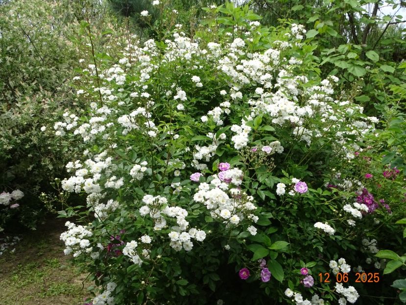  - Trandafiri 2025 2