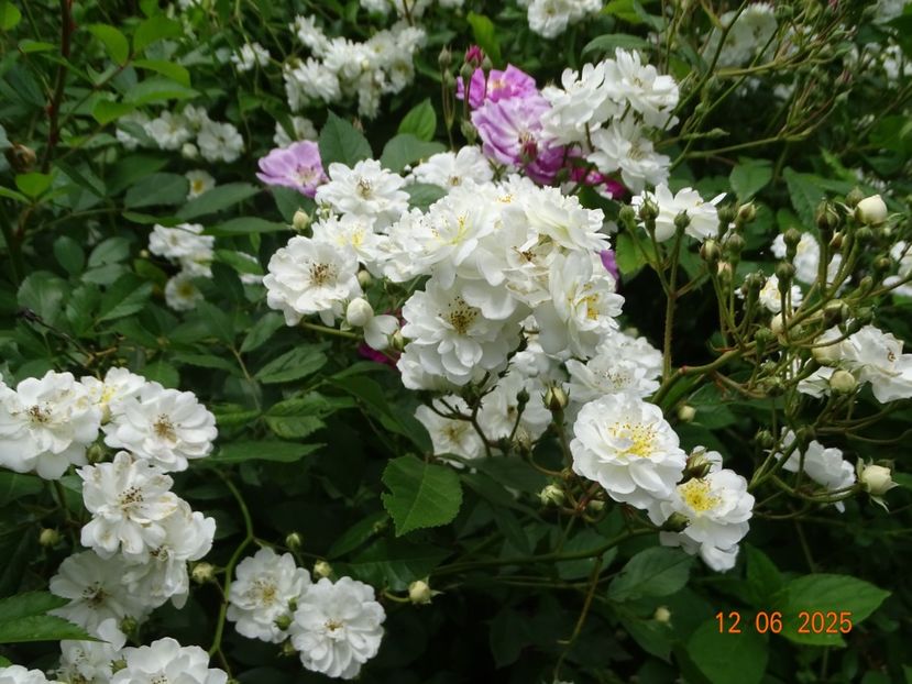  - Trandafiri 2025 2