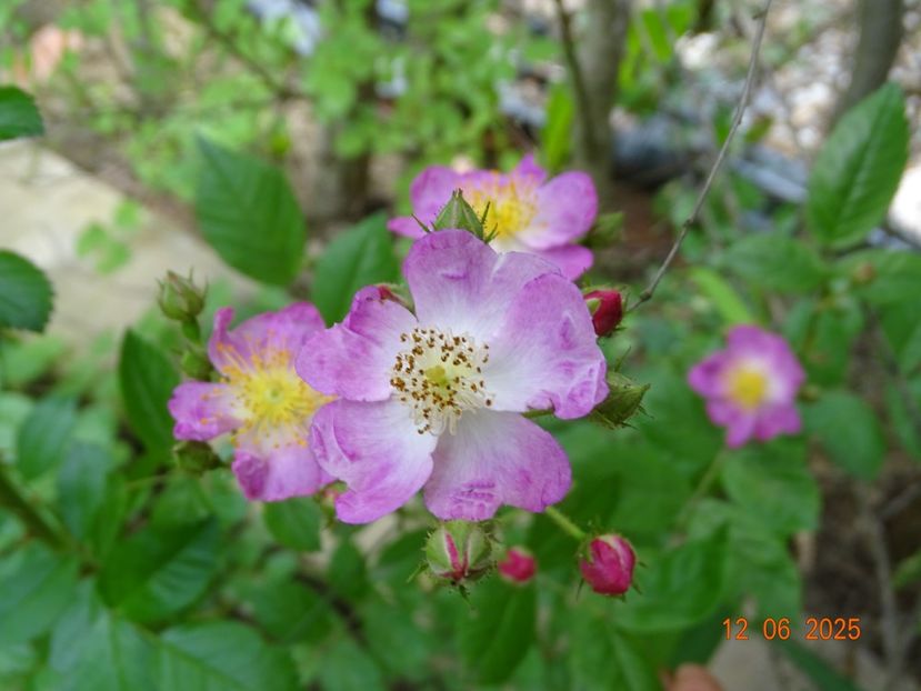  - Trandafiri 2025 2