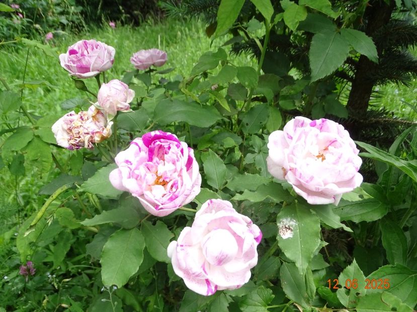 - Trandafiri 2025 2