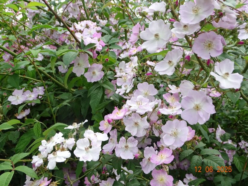  - Trandafiri 2025 2