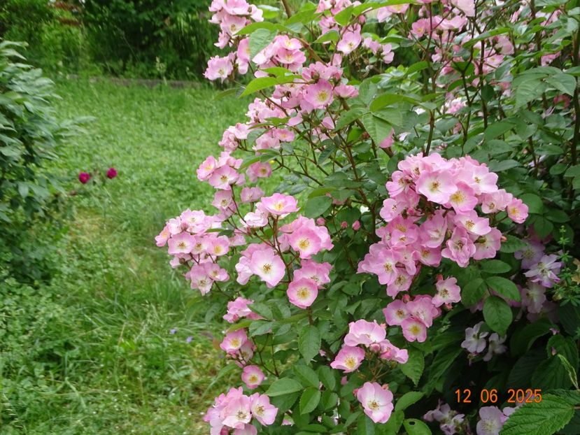  - Trandafiri 2025 2