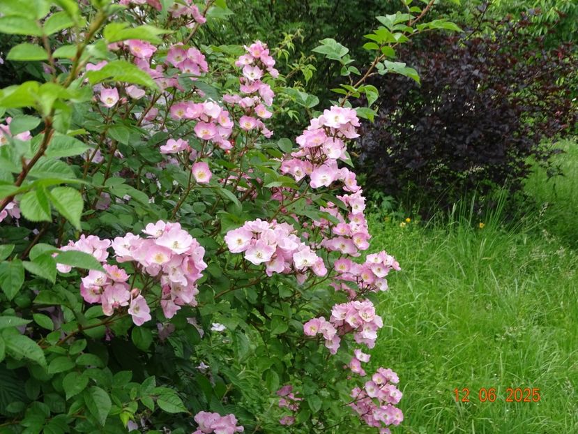  - Trandafiri 2025 2