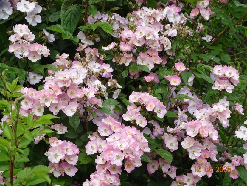  - Trandafiri 2025 2