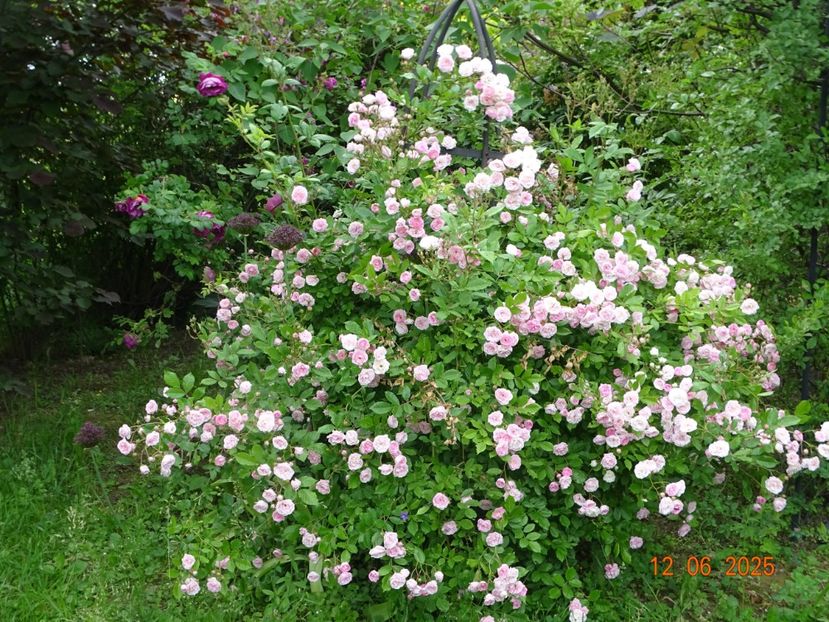  - Trandafiri 2025 2