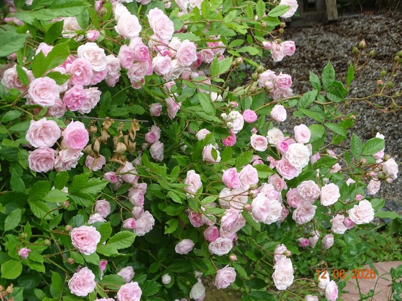  - Trandafiri 2025 2