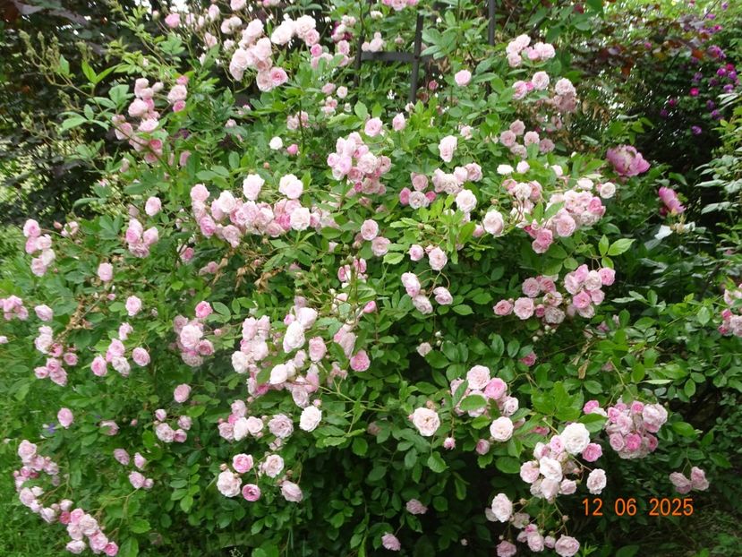  - Trandafiri 2025 2