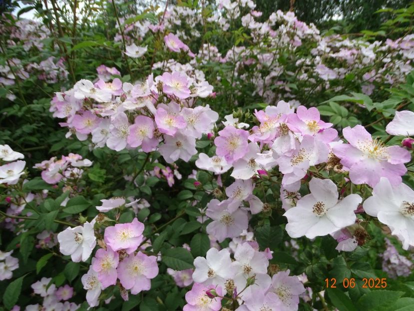  - Trandafiri 2025 2