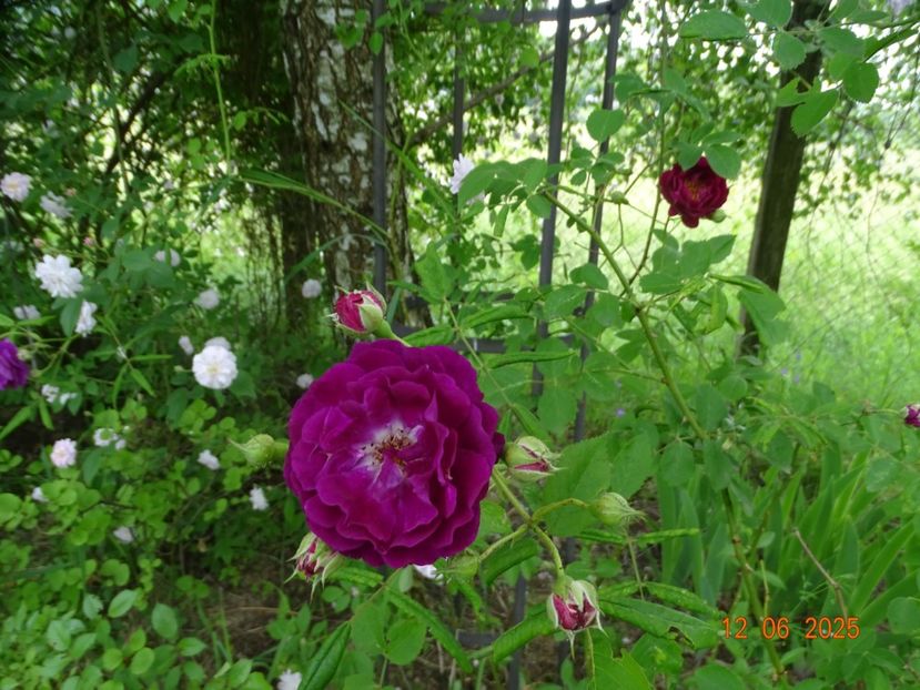 - Trandafiri 2025 2