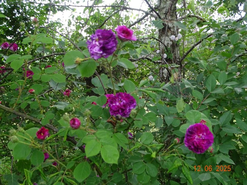  - Trandafiri 2025 2