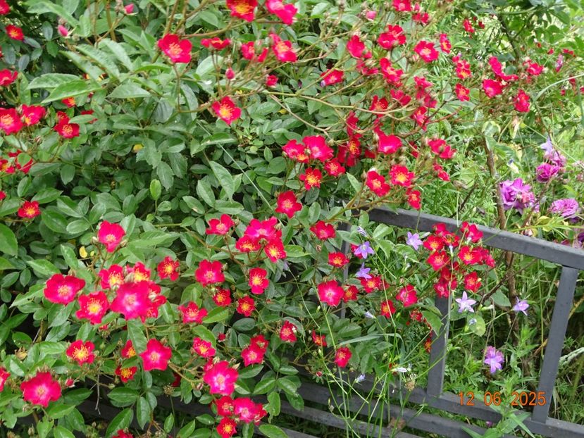  - Trandafiri 2025 2