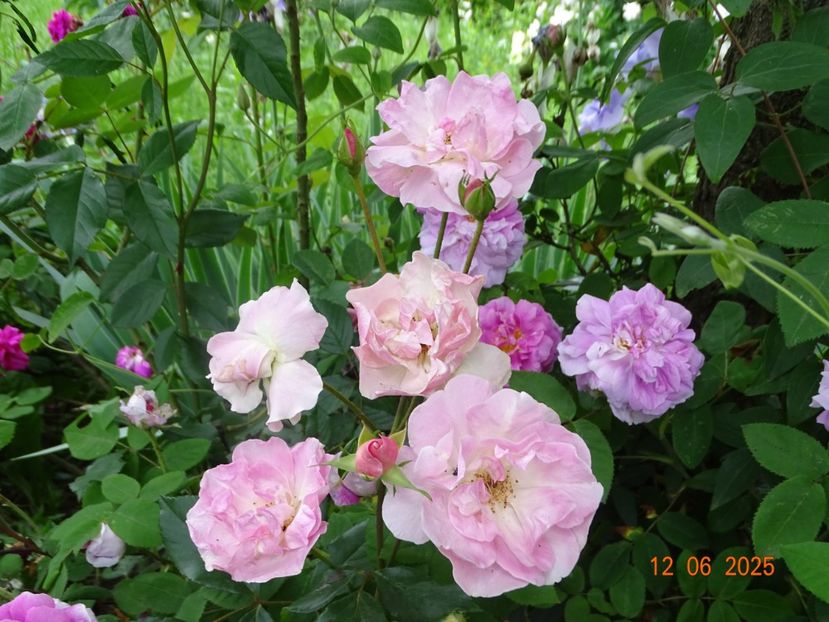  - Trandafiri 2025 2