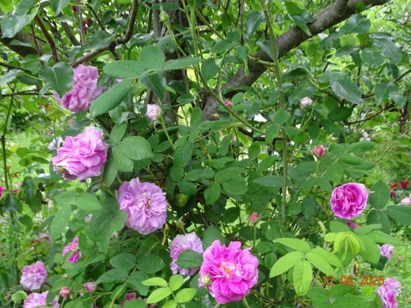  - Trandafiri 2025 2
