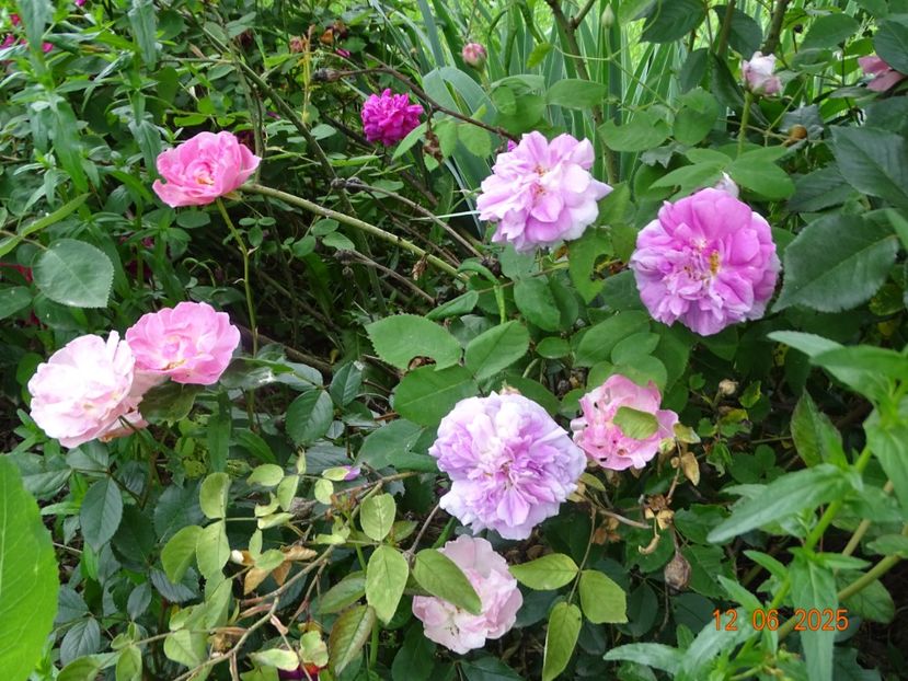  - Trandafiri 2025 2