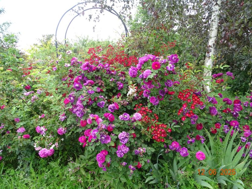  - Trandafiri 2025 2