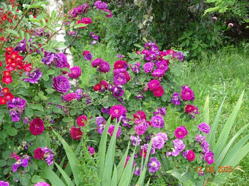  - Trandafiri 2025 2